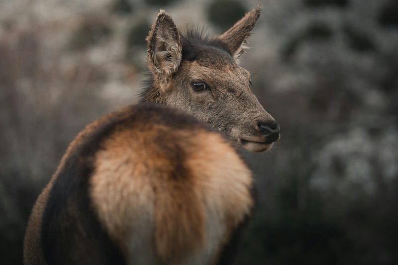 The Evolutionary History Of The Musk Deer