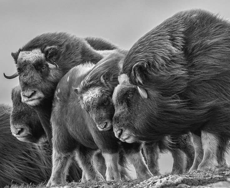 The Evolutionary History Of The Muskox