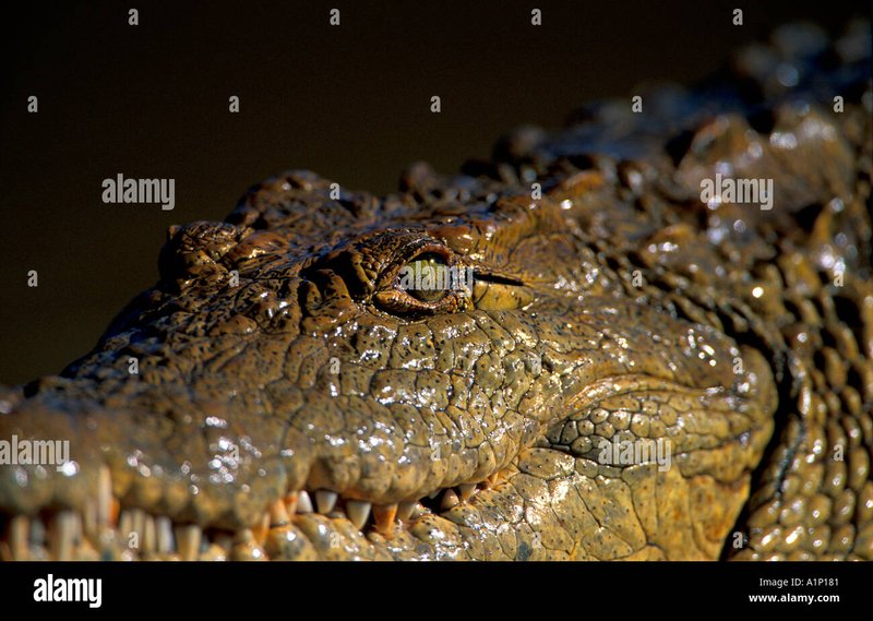 The Evolutionary History Of The Nile Crocodile
