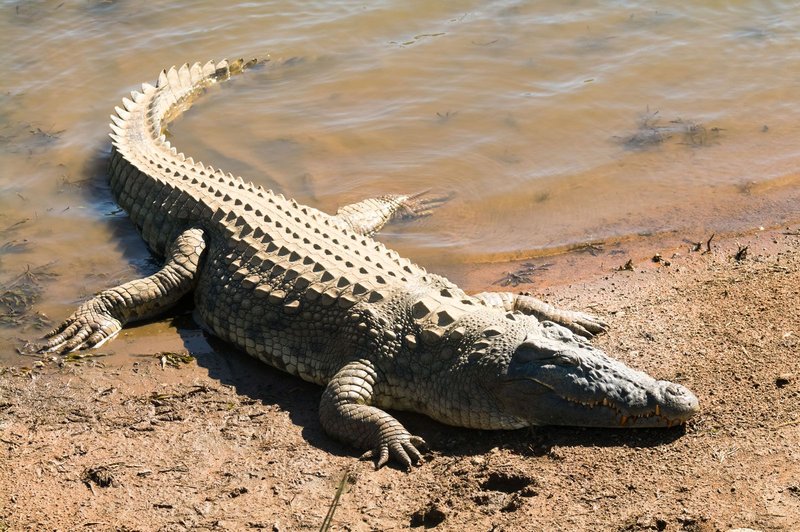 The Evolutionary History Of The Nile Crocodile