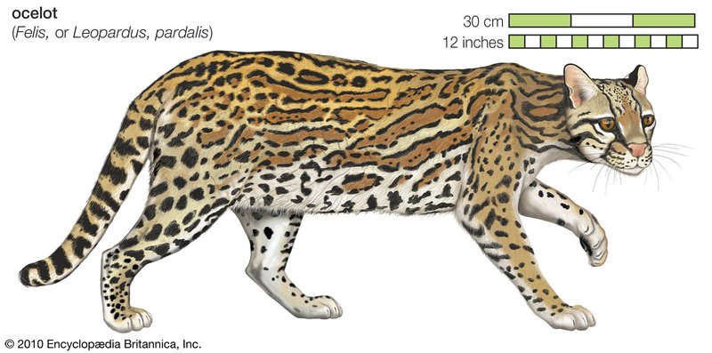 The Evolutionary History Of The Ocelot