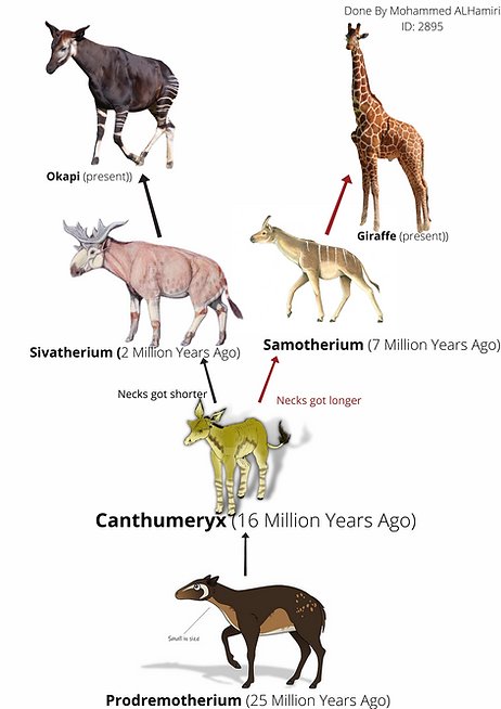 The Evolutionary History Of The Okapi