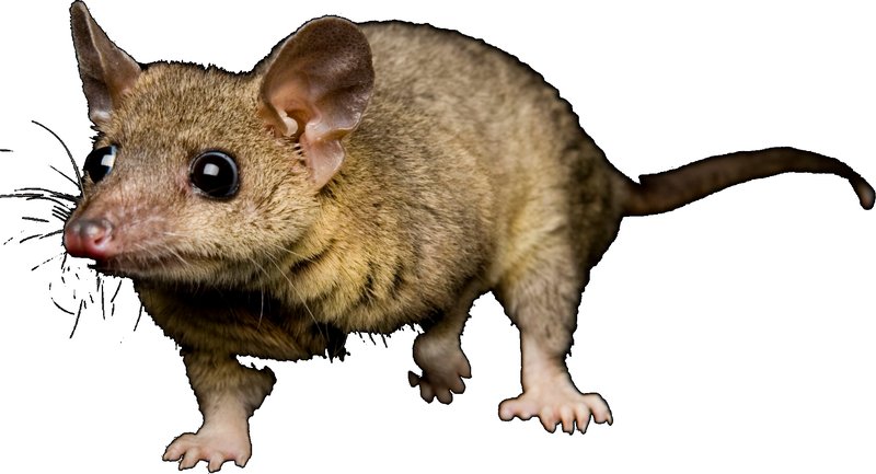 The Evolutionary History Of The Opossum