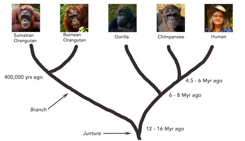 The Evolutionary History Of The Orangutan