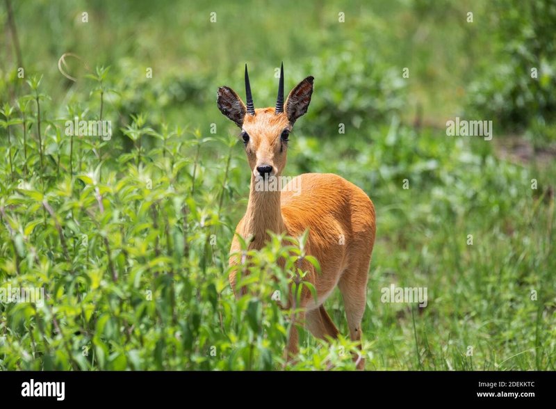 The Evolutionary History Of The Oribi