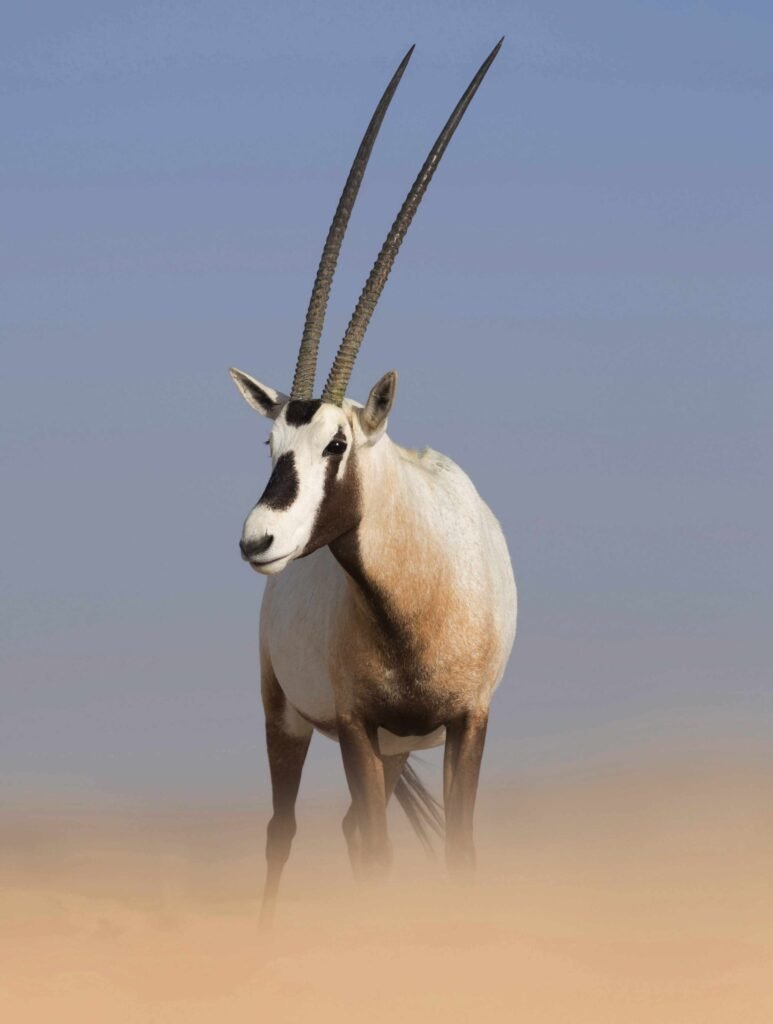 The Evolutionary History Of The Oryx