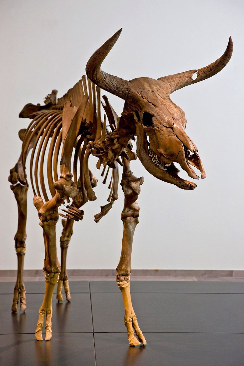 The Evolutionary History Of The Ox