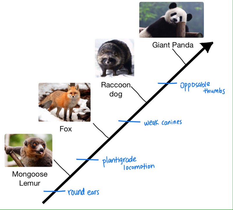 The Evolutionary History Of The Panda
