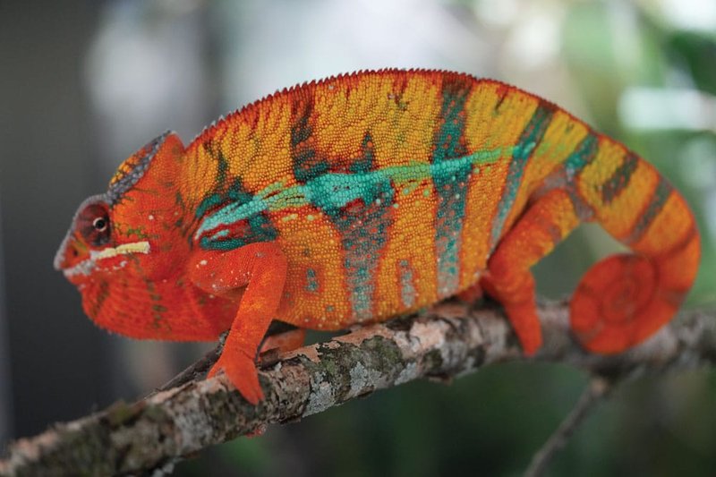 The Evolutionary History Of The Panther Chameleon