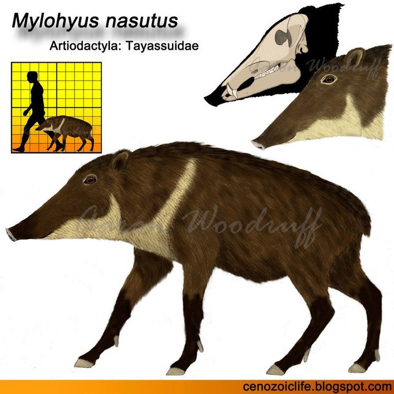 The Evolutionary History Of The Peccary