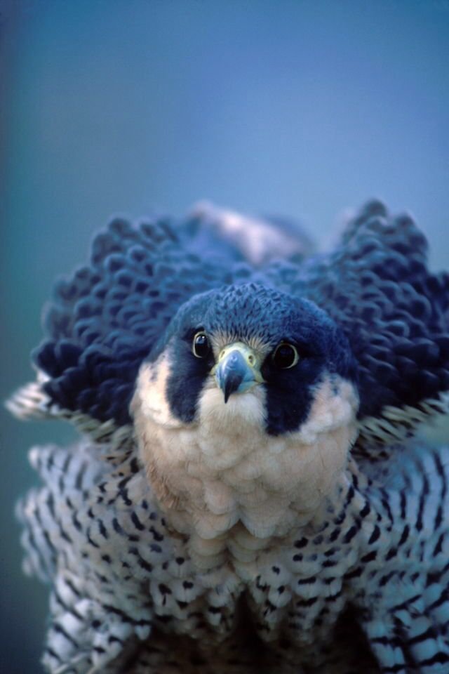 The Evolutionary History Of The Peregrine Falcon