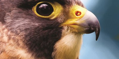 The Evolutionary History Of The Peregrine Falcon
