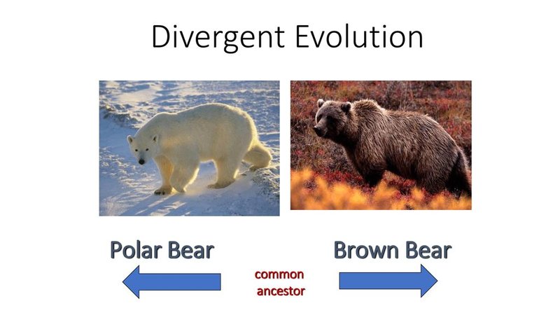 The Evolutionary History Of The Polar Bear