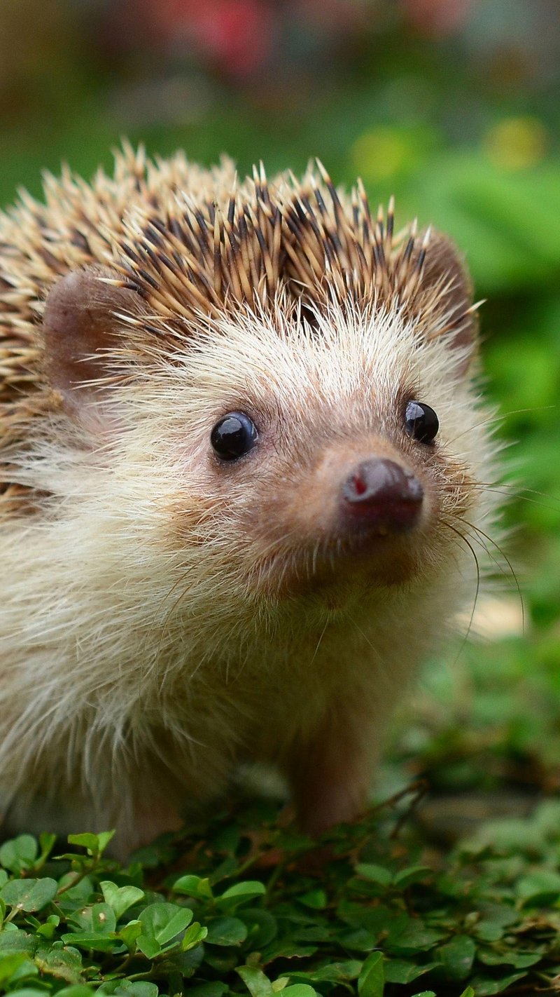 The Evolutionary History Of The Porcupine