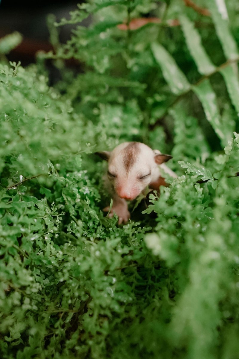 The Evolutionary History Of The Possum