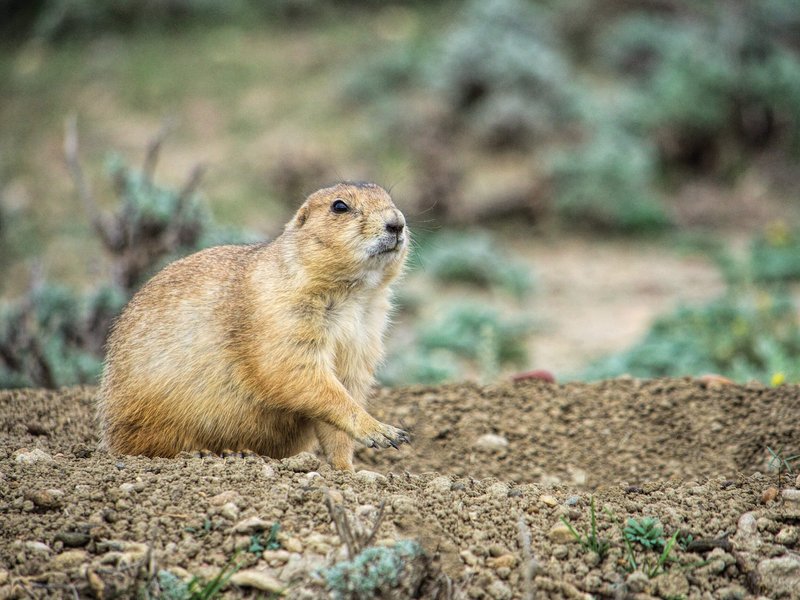 The Evolutionary History Of The Prairie Dog