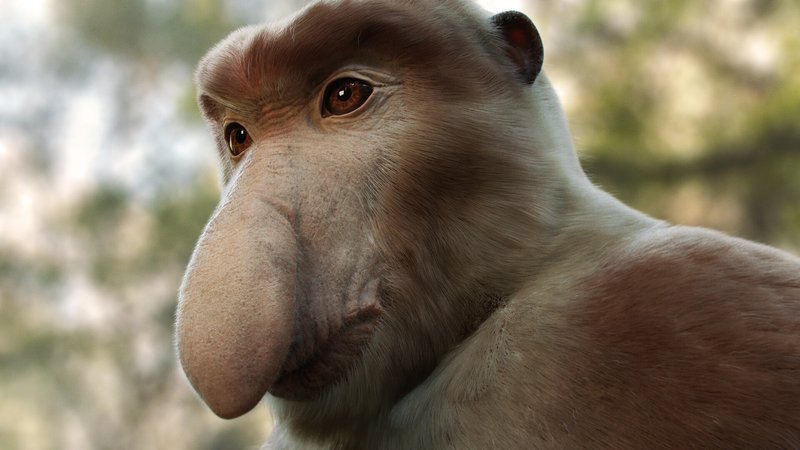 The Evolutionary History Of The Proboscis Monkey