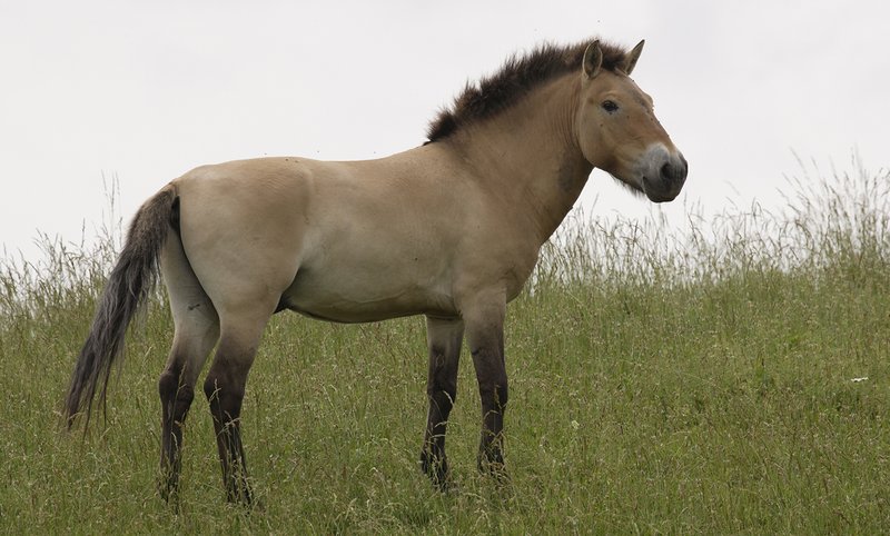 The Evolutionary History Of The Przewalskiâ€™S Horse