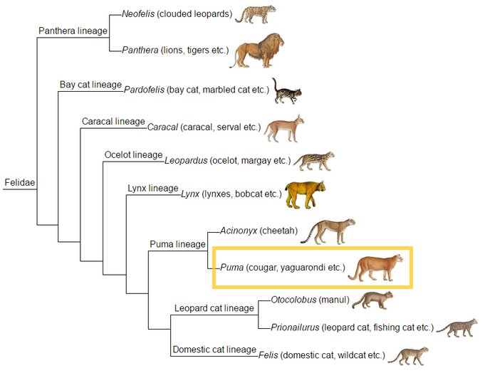 The Evolutionary History Of The Puma