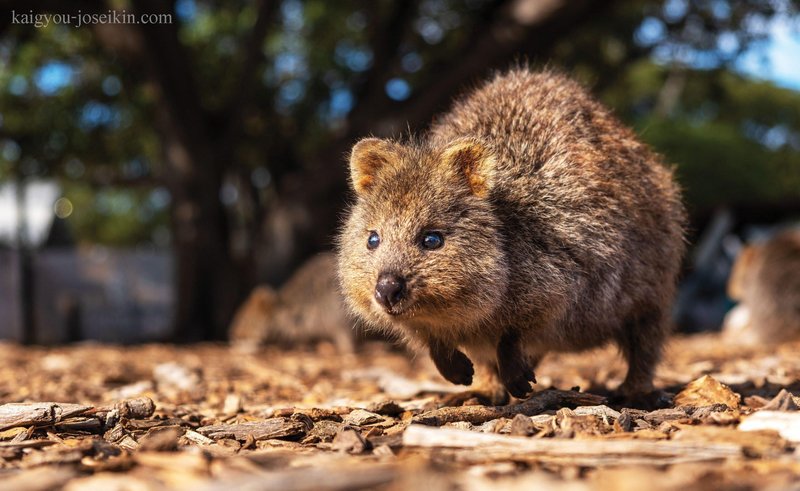 The Evolutionary History Of The Quokka