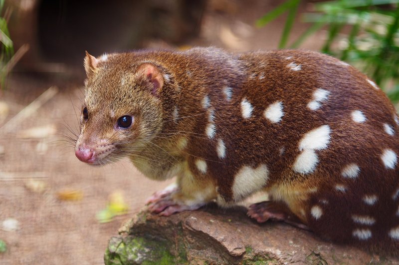 The Evolutionary History Of The Quoll