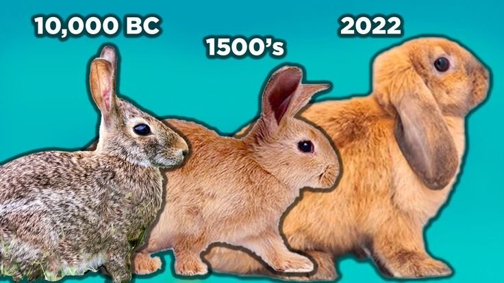 The Evolutionary History Of The Rabbit
