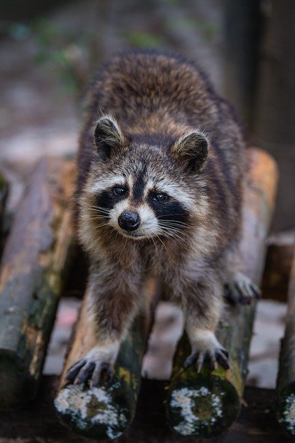 The Evolutionary History Of The Raccoon