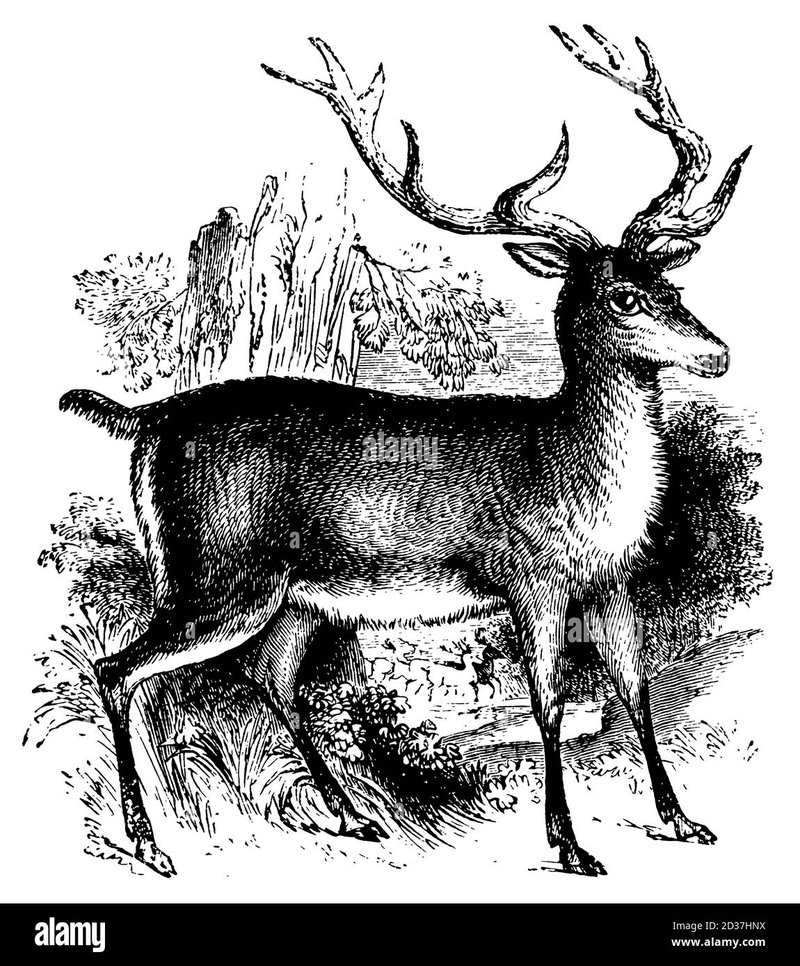 The Evolutionary History Of The Red Deer