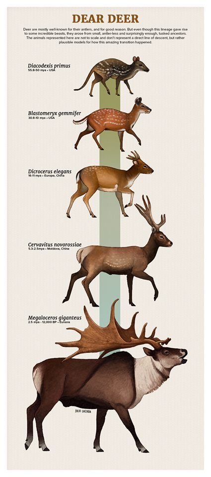 The Evolutionary History Of The Red Deer