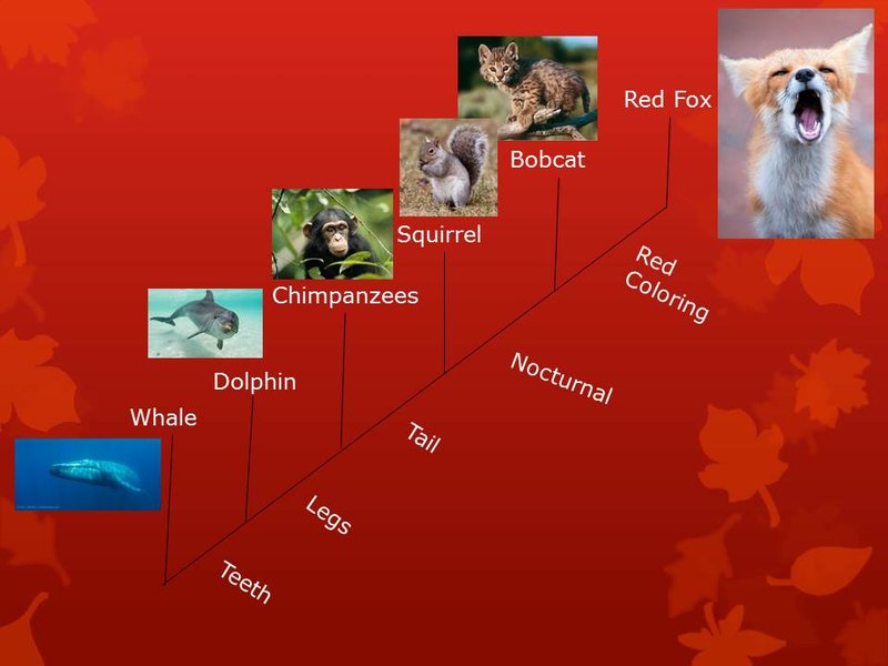 The Evolutionary History Of The Red Fox