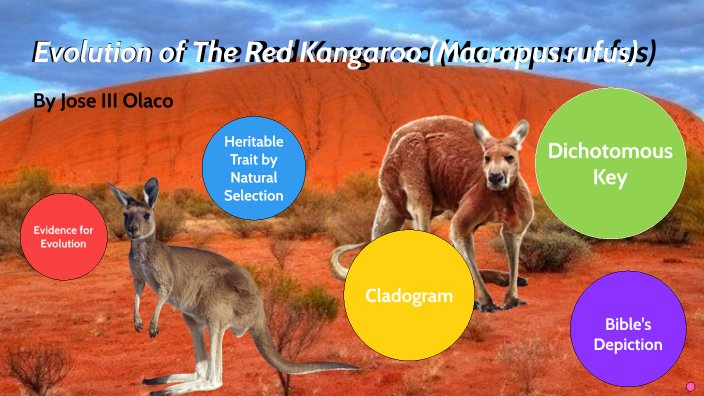 The Evolutionary History Of The Red Kangaroo