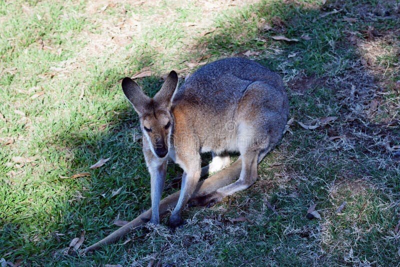 The Evolutionary History Of The Red Kangaroo