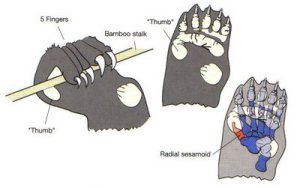 The Evolutionary History Of The Red Panda