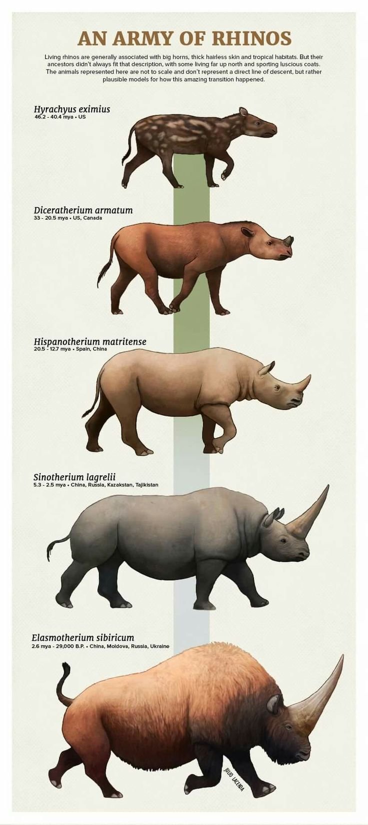 The Evolutionary History Of The Rhinoceros