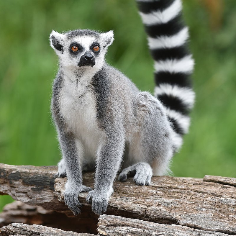 The Evolutionary History Of The Ring-Tailed Lemur