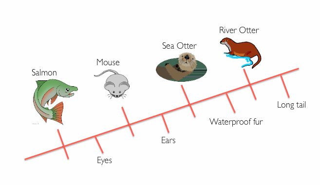 The Evolutionary History Of The River Otter
