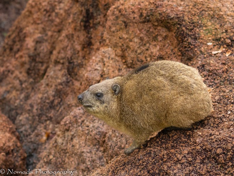 The Evolutionary History Of The Rock Hyrax
