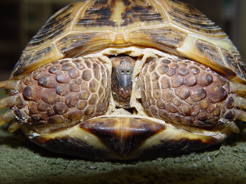The Evolutionary History Of The Russian Tortoise