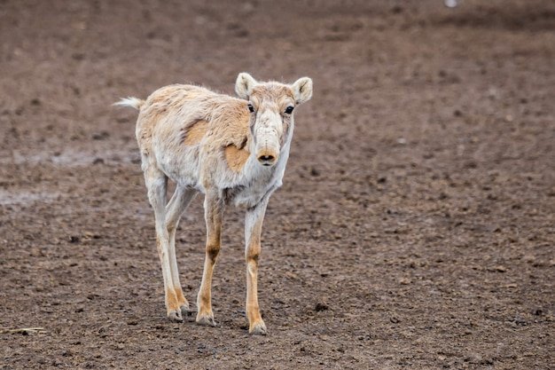 The Evolutionary History Of The Saiga Antelope