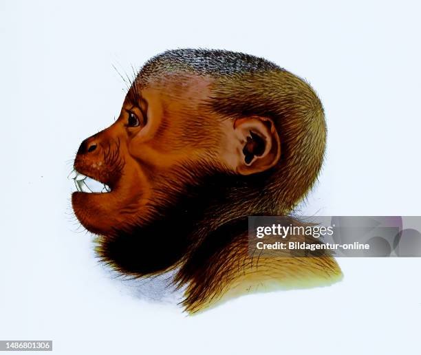 The Evolutionary History Of The Saki Monkey