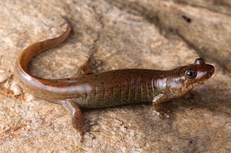 The Evolutionary History Of The Salamander