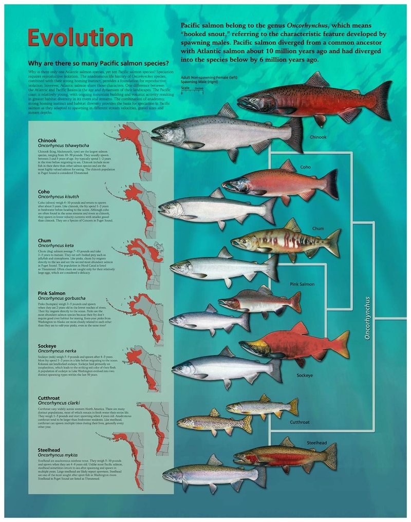 The Evolutionary History Of The Salmon