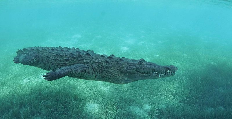 The Evolutionary History Of The Saltwater Crocodile