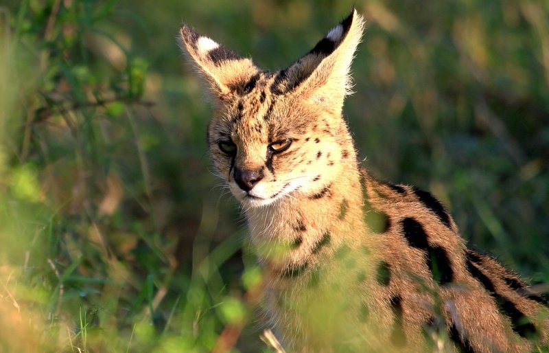 The Evolutionary History Of The Serval