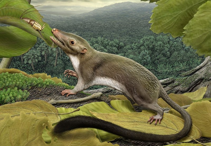 The Evolutionary History Of The Shrew