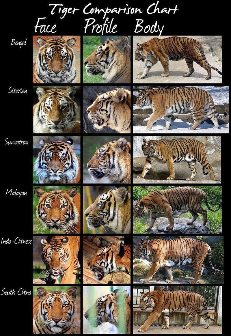 The Evolutionary History Of The Siberian Tiger