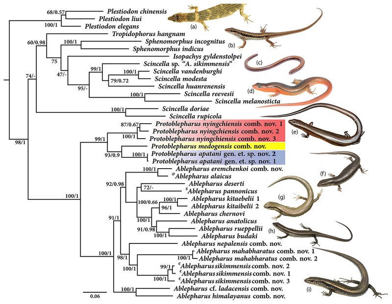 The Evolutionary History Of The Skink