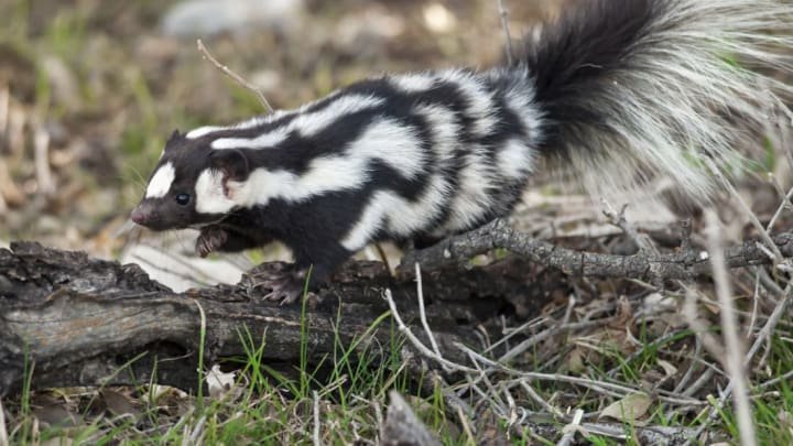 The Evolutionary History Of The Skunk