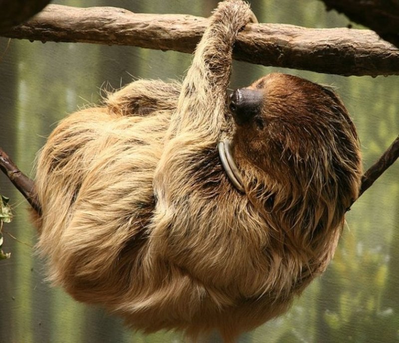 The Evolutionary History Of The Sloth