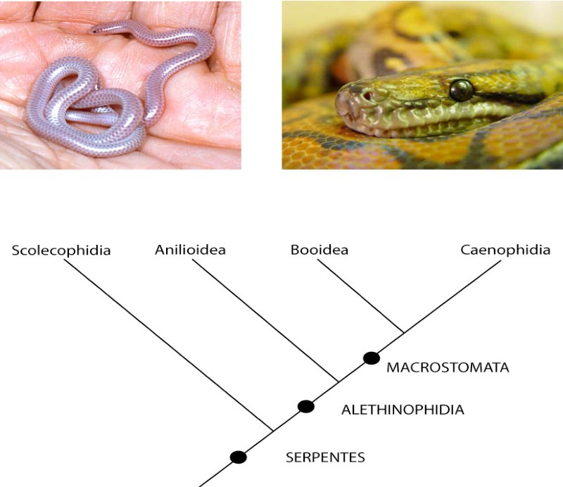The Evolutionary History Of The Snake